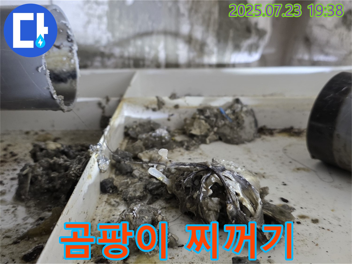 중계동 라이프청구신동아 아파트 - 배수관 속 곰팡이와 찌꺼기, 끔찍한 혼종