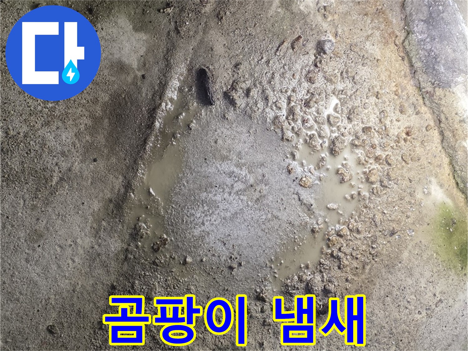 철원군 서면 와수리 누수 - 콘크리트 바닥에서 곰팡이 냄새가 나는 것은 누수로 인한 악취 발생을 의미합니다 - 건강에 해로울 수 있으니 주의하세요.