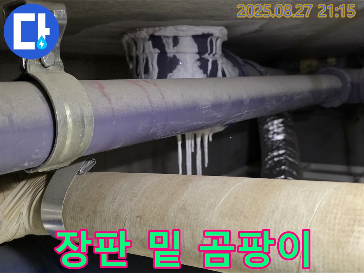 분당구 운중동 아파트 - 장판 밑 곰팡이, 숨겨진 누수 뿌리 뽑아야