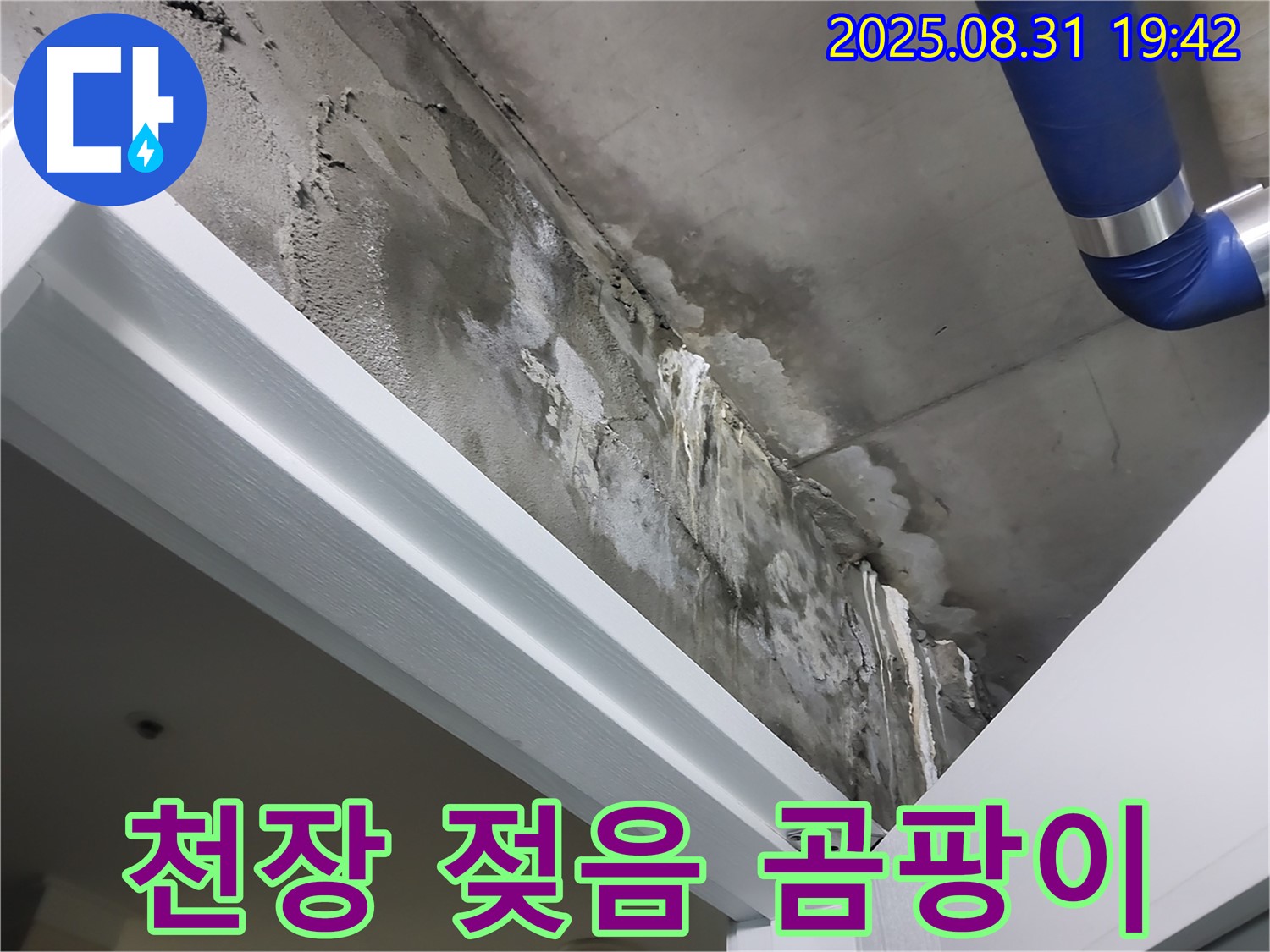 천장 젖음 - 곰팡이 - 천장이 젖어 곰팡이 발생 가능성이 높은 상황입니다.