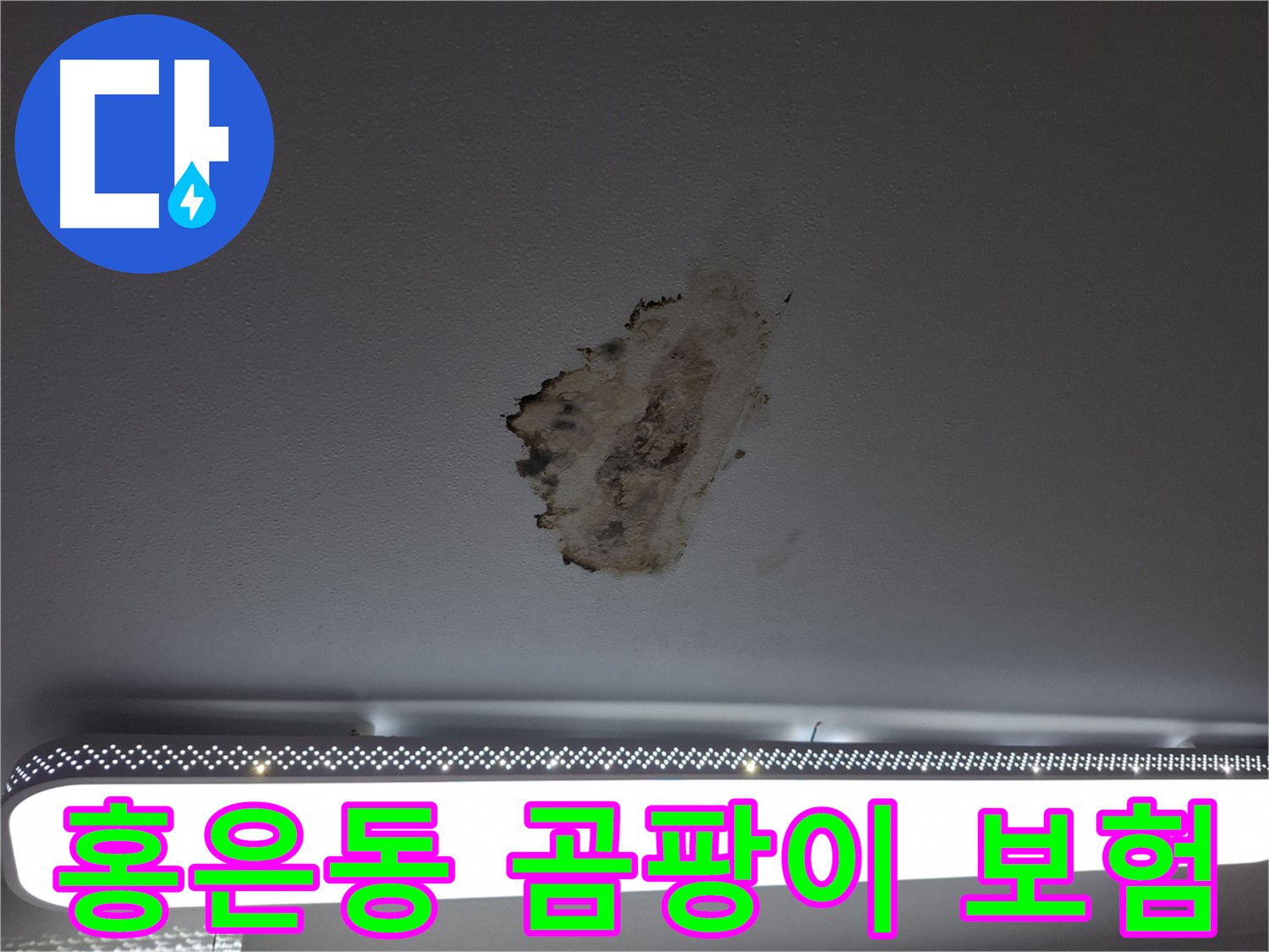 곰팡이 얼룩진 삶 - 누수 보험으로 위로받으세요