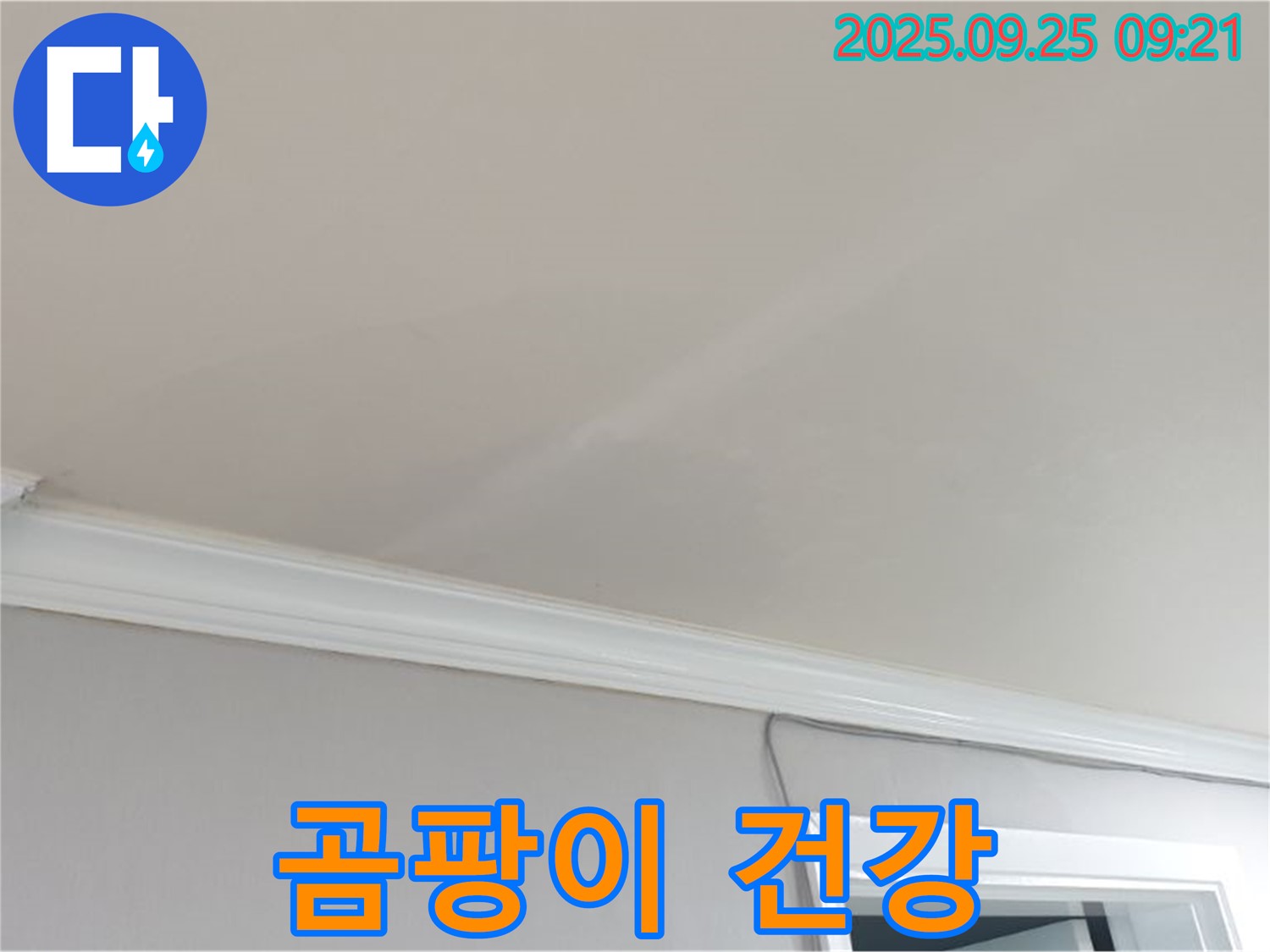 양주시 백석읍 연곡리 - 곰팡이 핀 천장, 우리 가족 건강에 어떤 영향을 미칠까요?