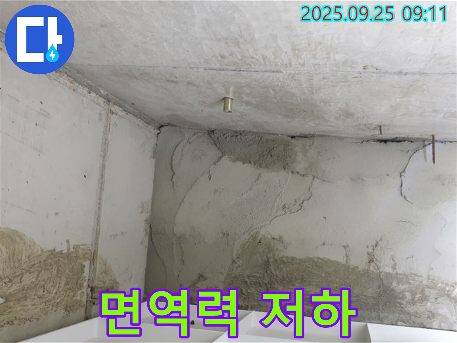 양주시 백석읍 연곡리 누수 - 곰팡이 독소 - 면역력 저하, 가족 건강 지키기