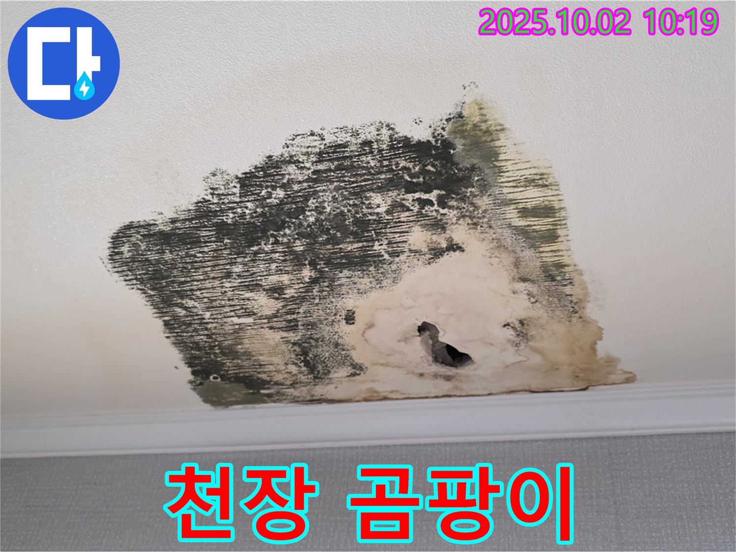 양주시 남면 신산리 주택 천장에 광범위하게 발생한 곰팡이 - 누수로 인한 습기가 곰팡이 번식의 원인입니다.