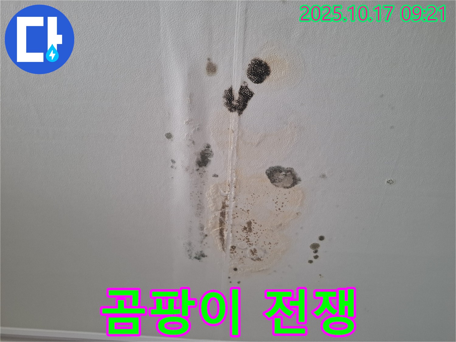 봇들마을 2단지 아파트 누수 - 곰팡이와의 전쟁 선포 - 삼평동 누수 완전 정복