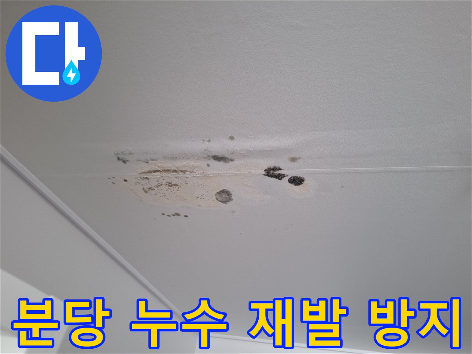 분당 아파트 누수 및 곰팡이 문제 - 재발 방지 솔루션 제공