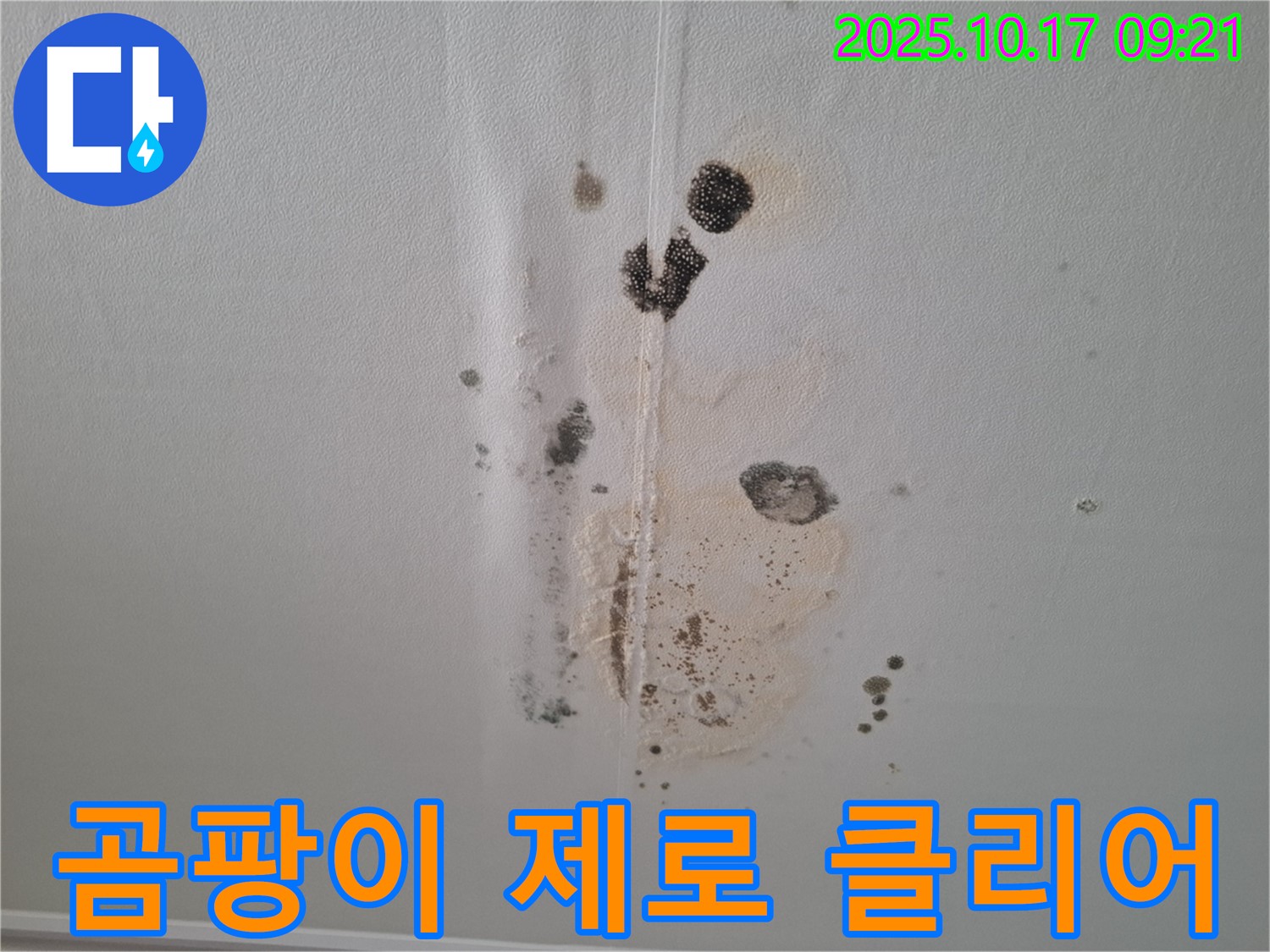 삼평동 봇들마을 아파트 누수 - 곰팡이 제로 도전 - 2단지 완벽 클리어 시공