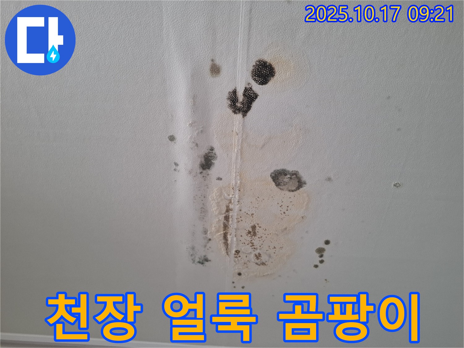 성남 분당구 아파트 천장 누수 - 천장 얼룩과 곰팡이 발생으로 인한 피해