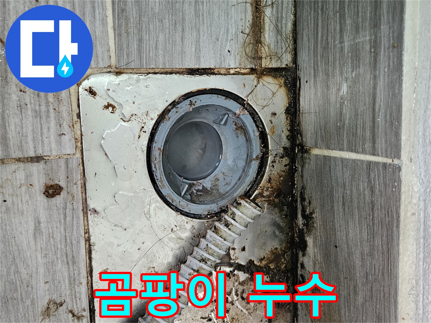 욕실 배수구 주변 곰팡이 - 누수로 인해 습한 환경이 조성되어 곰팡이가 발생한 모습