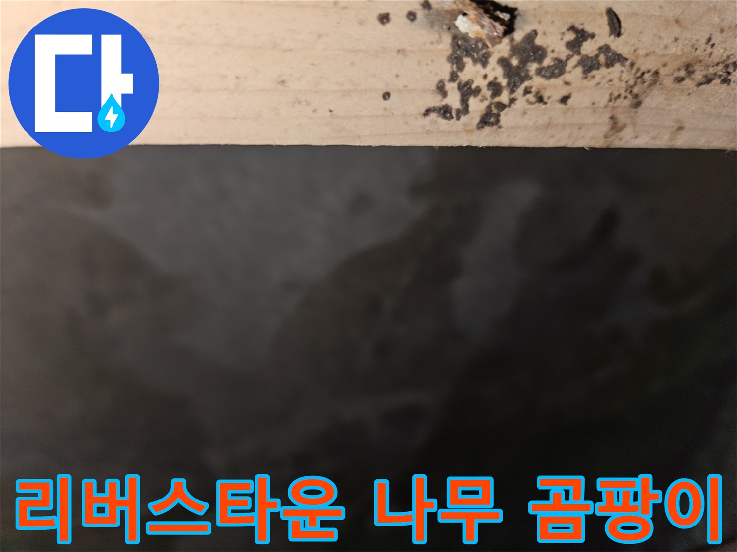 천호동 리버스타운 누수 - 나무 상태 점검 - 첨단 장비 사용