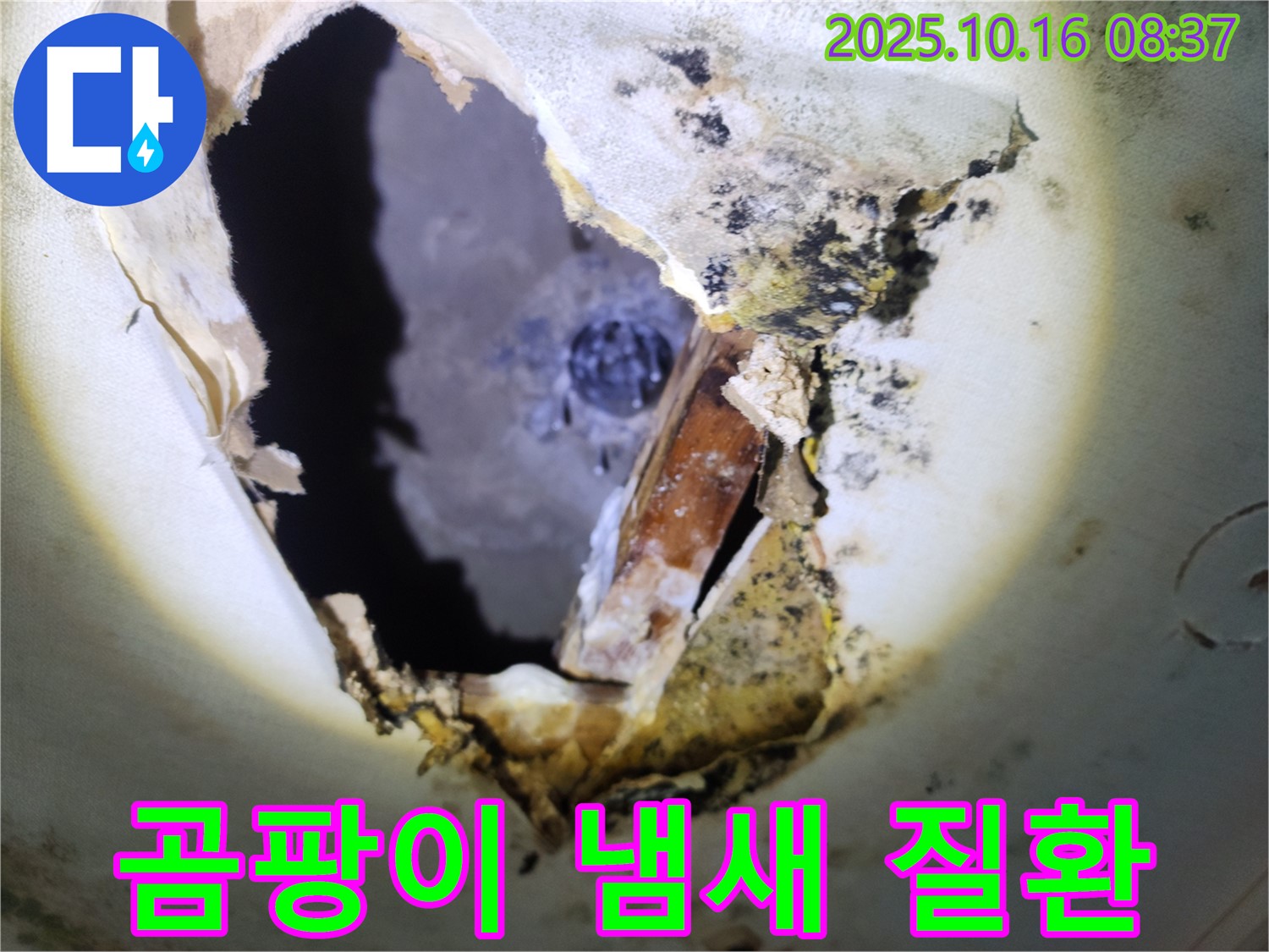 양주시 남면 경신리 주택 천장 - 곰팡이 냄새가 호흡기 질환을 유발할 수 있습니다 - 빠른 누수 해결이 필요합니다.
