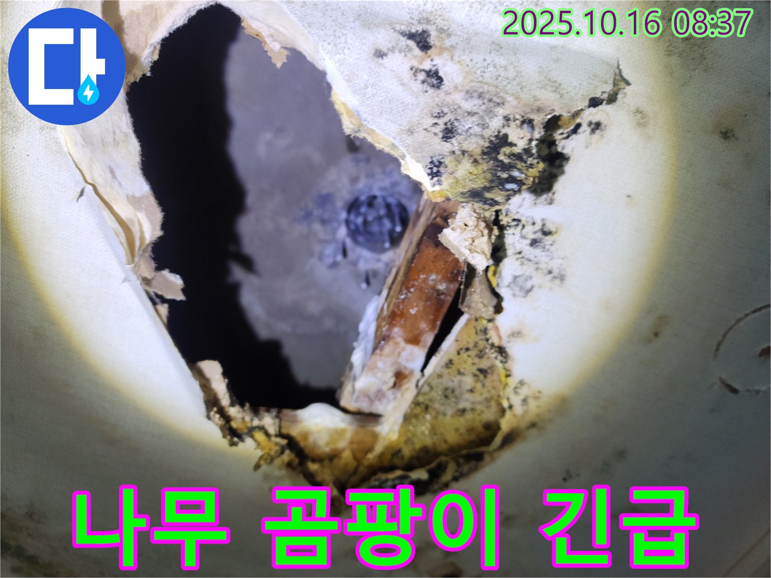 양주시 남면 경신리 주택 천장 - 나무 곰팡이가 심각한 상태 - 긴급 해결이 필요합니다.