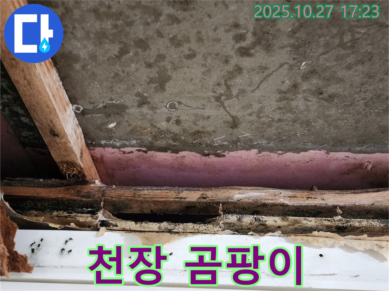 회천2동 누수 현장 - 천장에 발생한 곰팡이의 심각성을 보여주는 사진입니다.