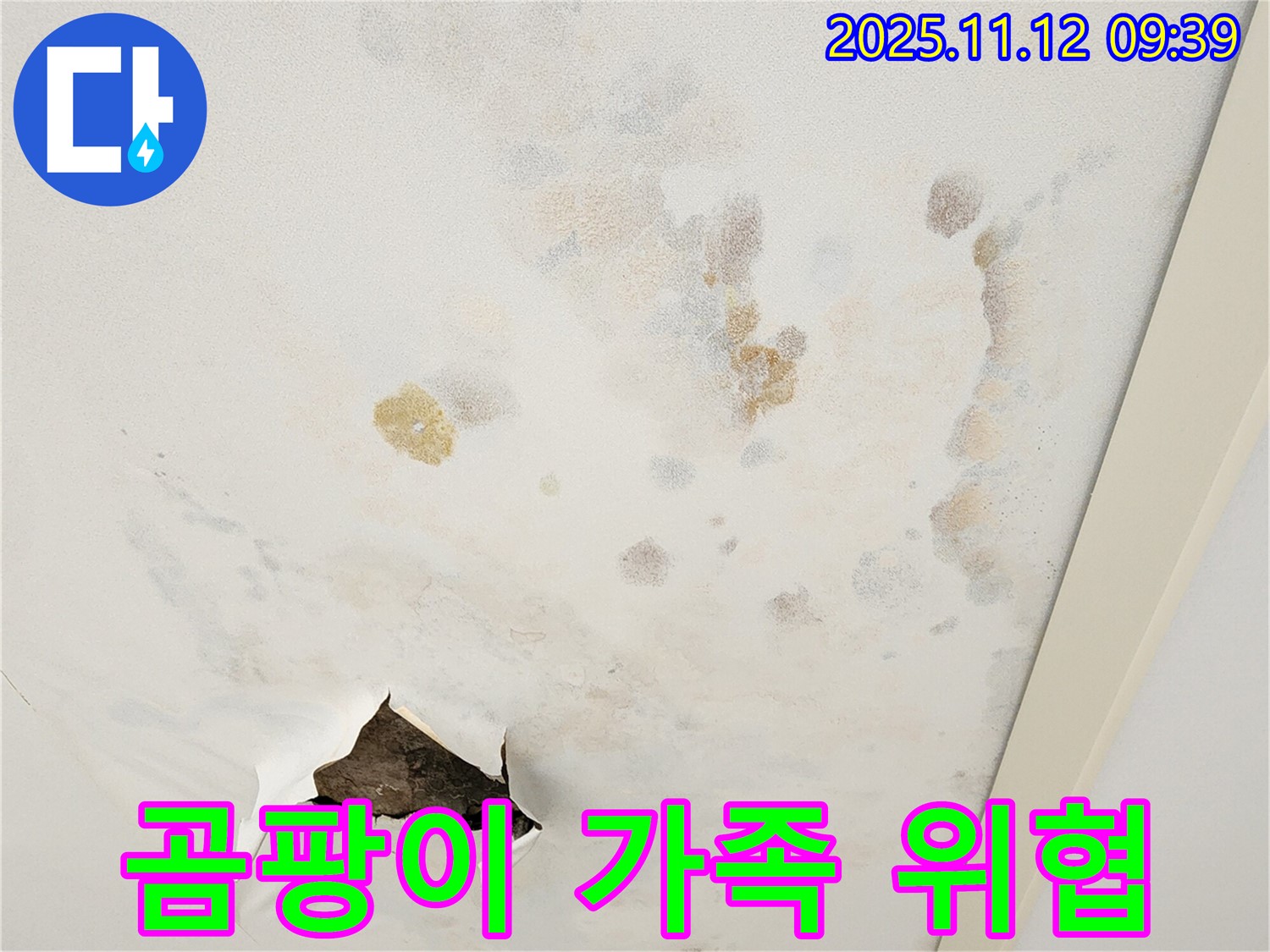 곰팡이 천장 - 가족 건강 위협 - 곰팡이 제거