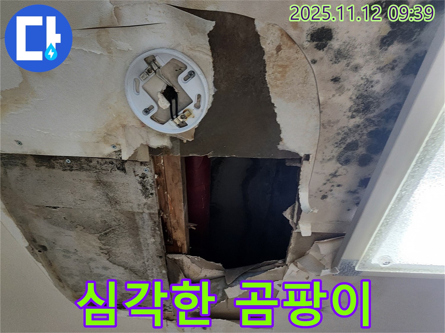 심각한 곰팡이 - 누수로 인해 발생한 곰팡이가 천장을 뒤덮은 모습 - 건강에 매우 해로울 수 있음