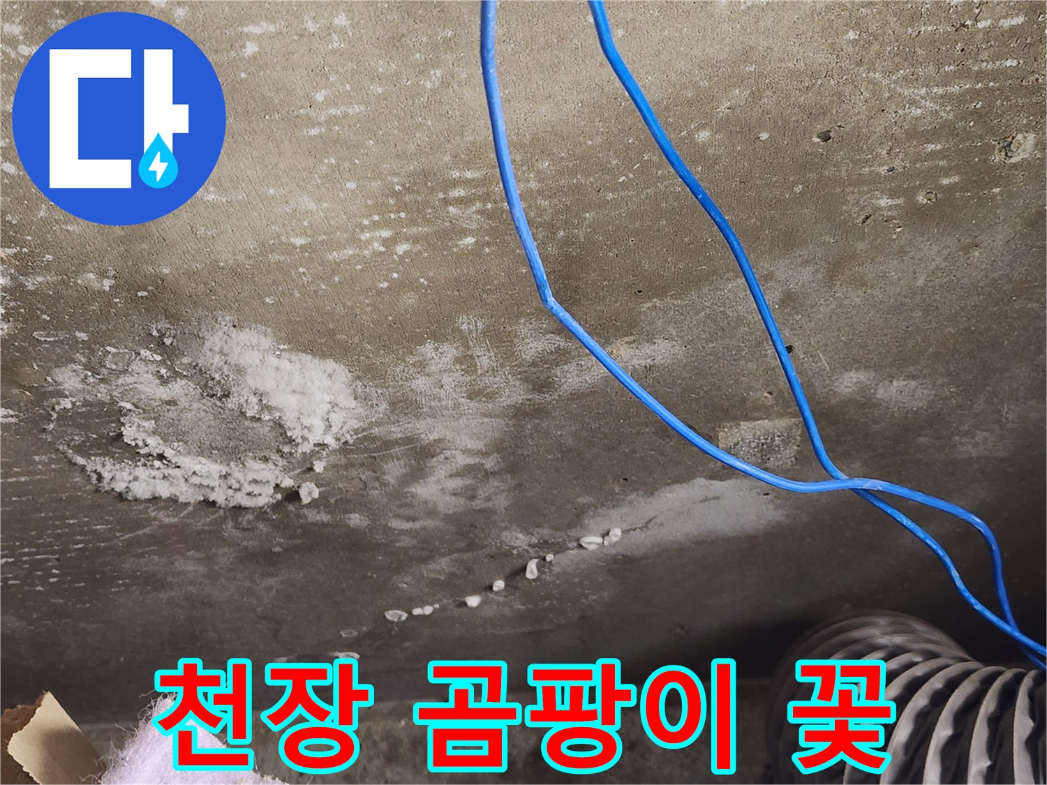 용인시 기흥구 콘크리트 천장 - 곰팡이 꽃 - 건강 위협