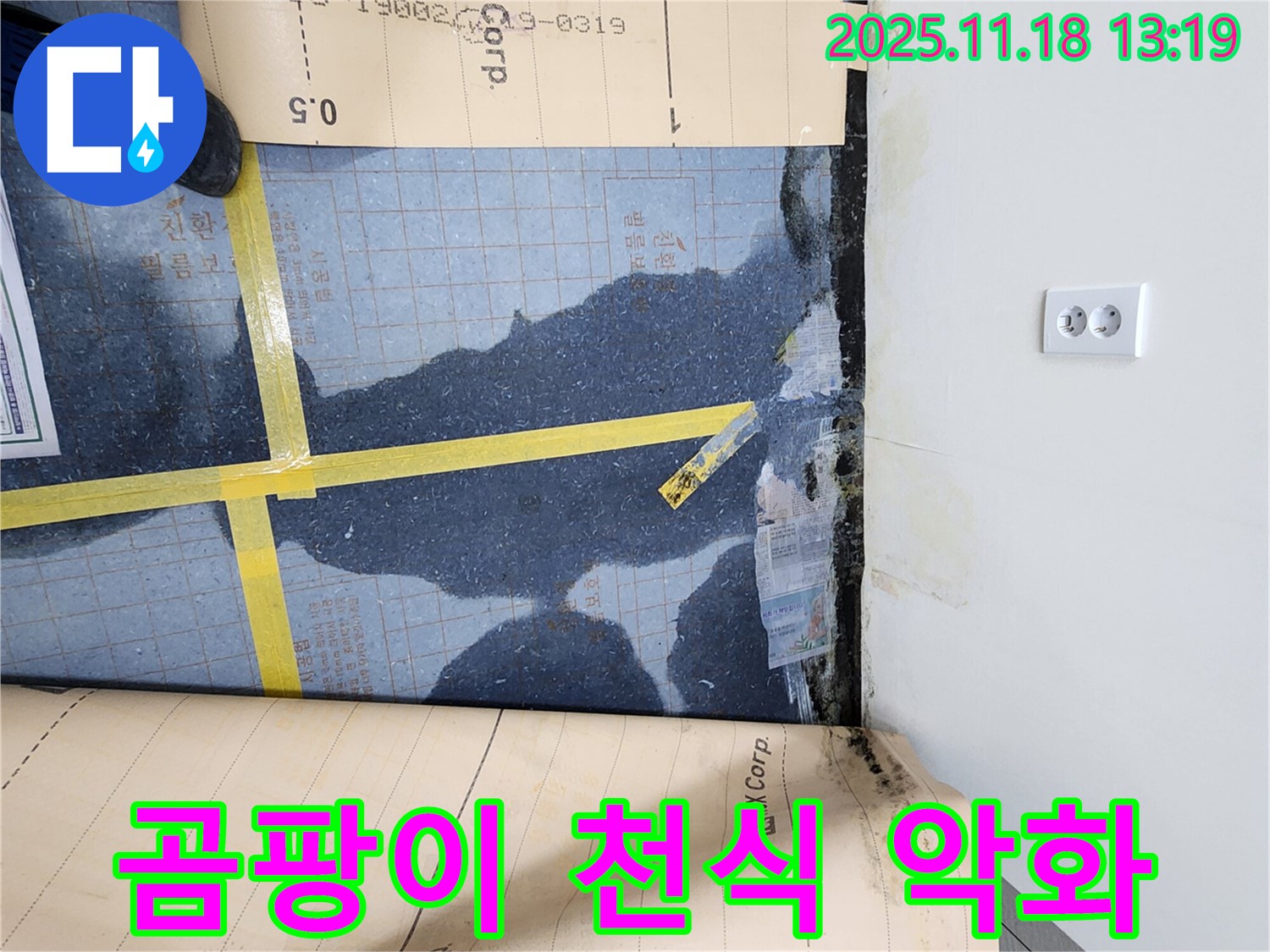 진목리 누수, 장판 밑 물과 곰팡이가 곰팡이 알레르기와 천식을 악화시키는 심각한 상황! - 건강에 치명적입니다.