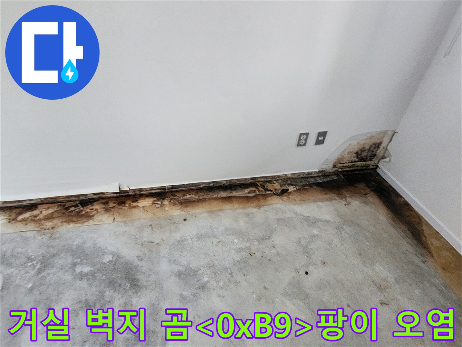 거실 벽 하단에 발생한 검은 곰팡이와 벽지 변색 부위를 상세히 보여줍니다.