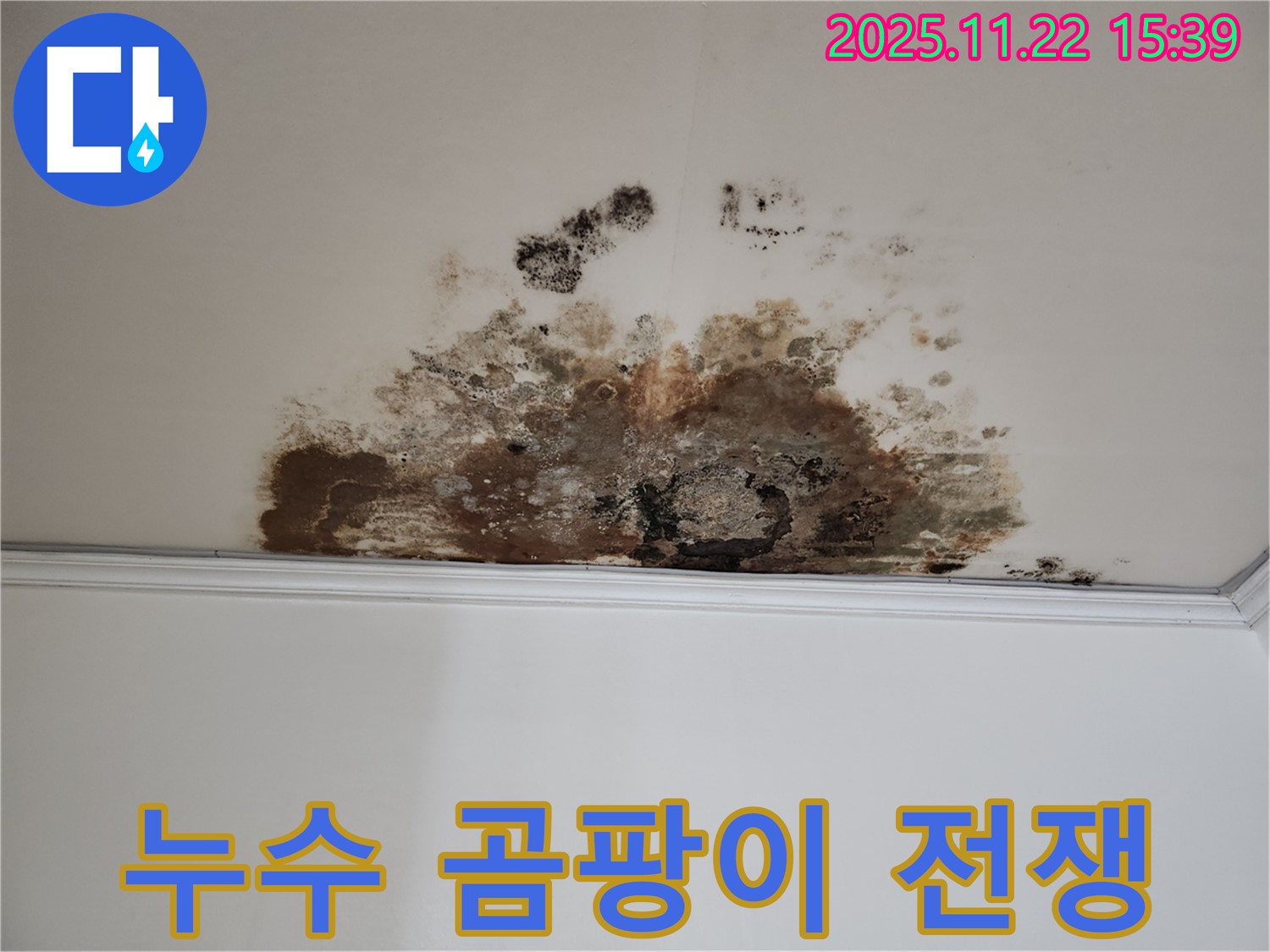 마포구 용강동 새창로8길 주택 누수 - 곰팡이와의 전쟁, 승리 쟁취