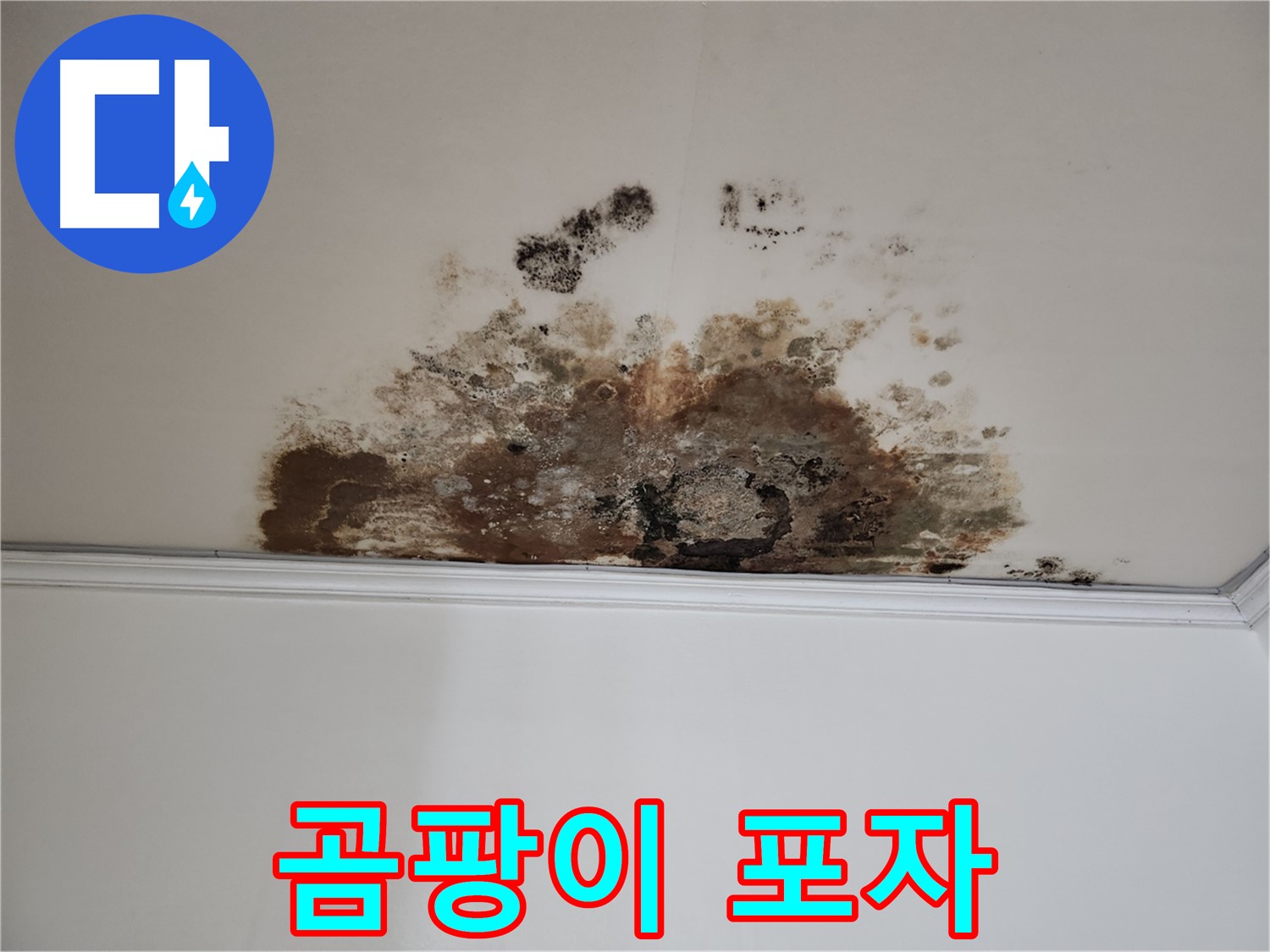 마포구 용강동 현대홈타운 천장 누수 - 곰팡이 포자 확산