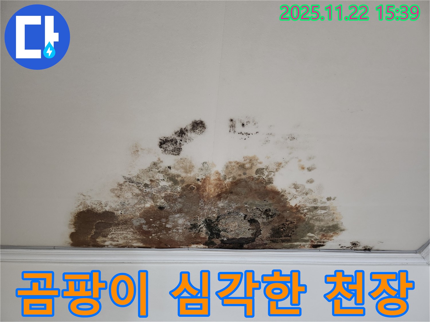용강동 현대홈타운 아파트 - 곰팡이로 뒤덮인 천장