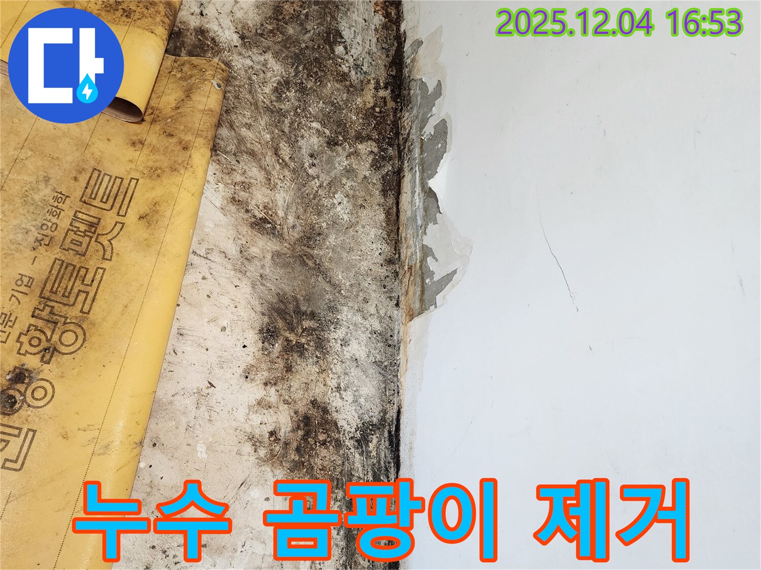 누수와 곰팡이, 젖은 벽 제거 - 정직하고 투명한 견적 제공