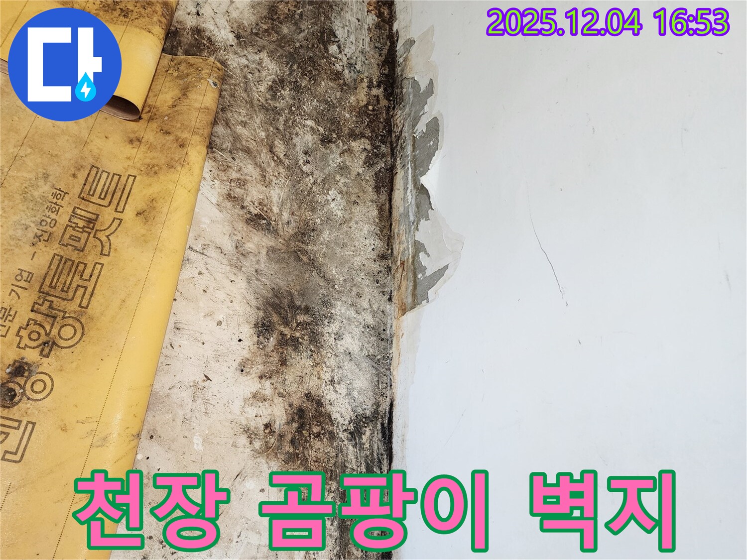 천장 곰팡이와 벽지 손상 - 꼼꼼한 제거 및 복원 작업