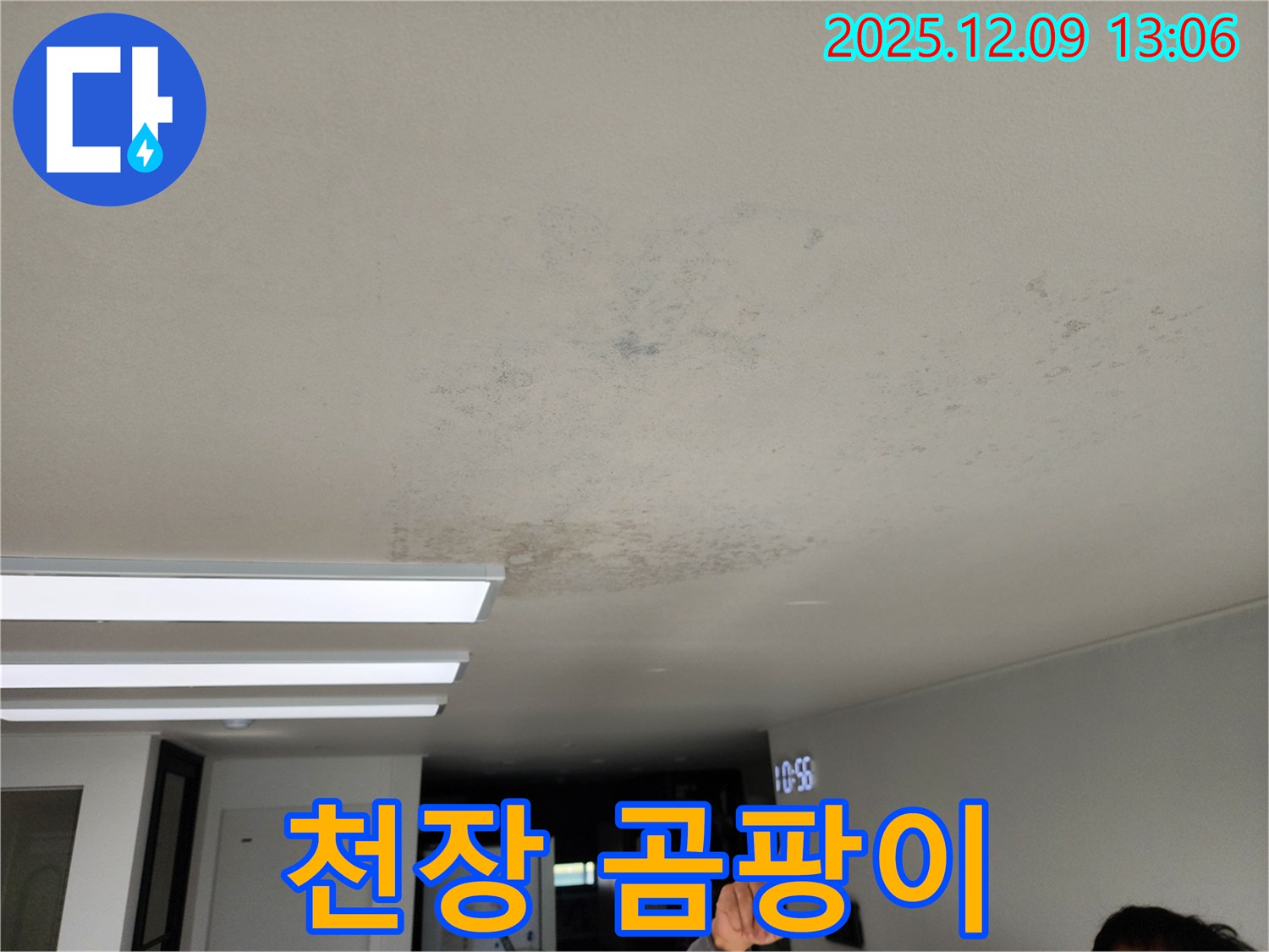천장 곰팡이 - 포천 영중면 누수 현장에서 심각한 천장 곰팡이 문제를 보여줍니다.