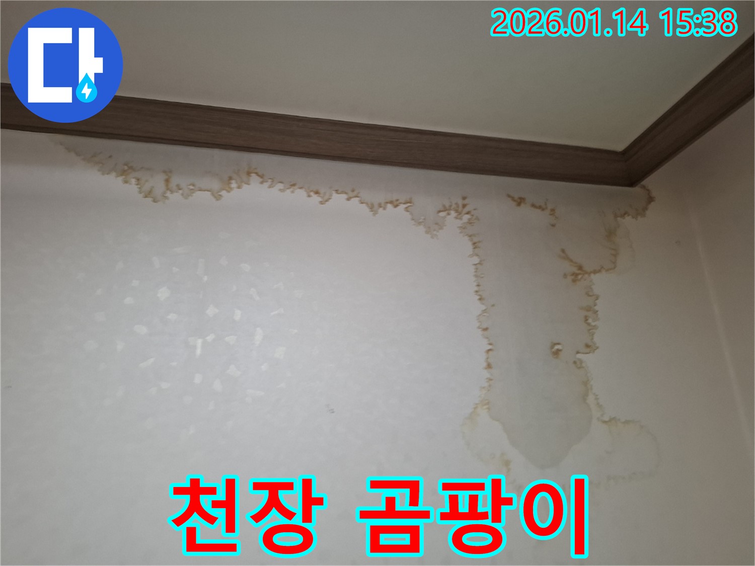천장 곰팡이 - 누수로 인해 발생한 곰팡이가 천장 벽지에 번식