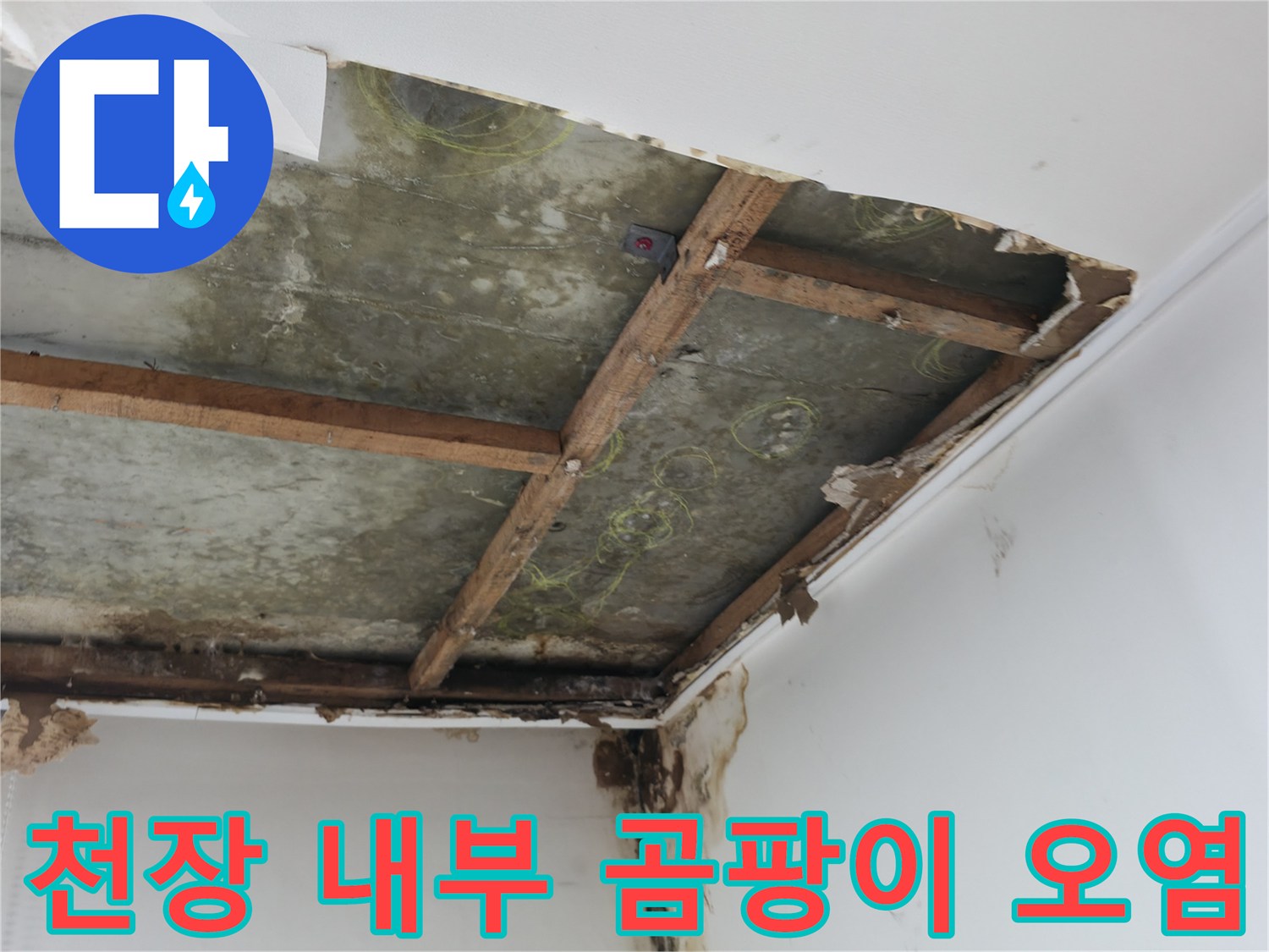 천장 마감재 뒤쪽의 젖은 콘크리트와 곰팡이 분포