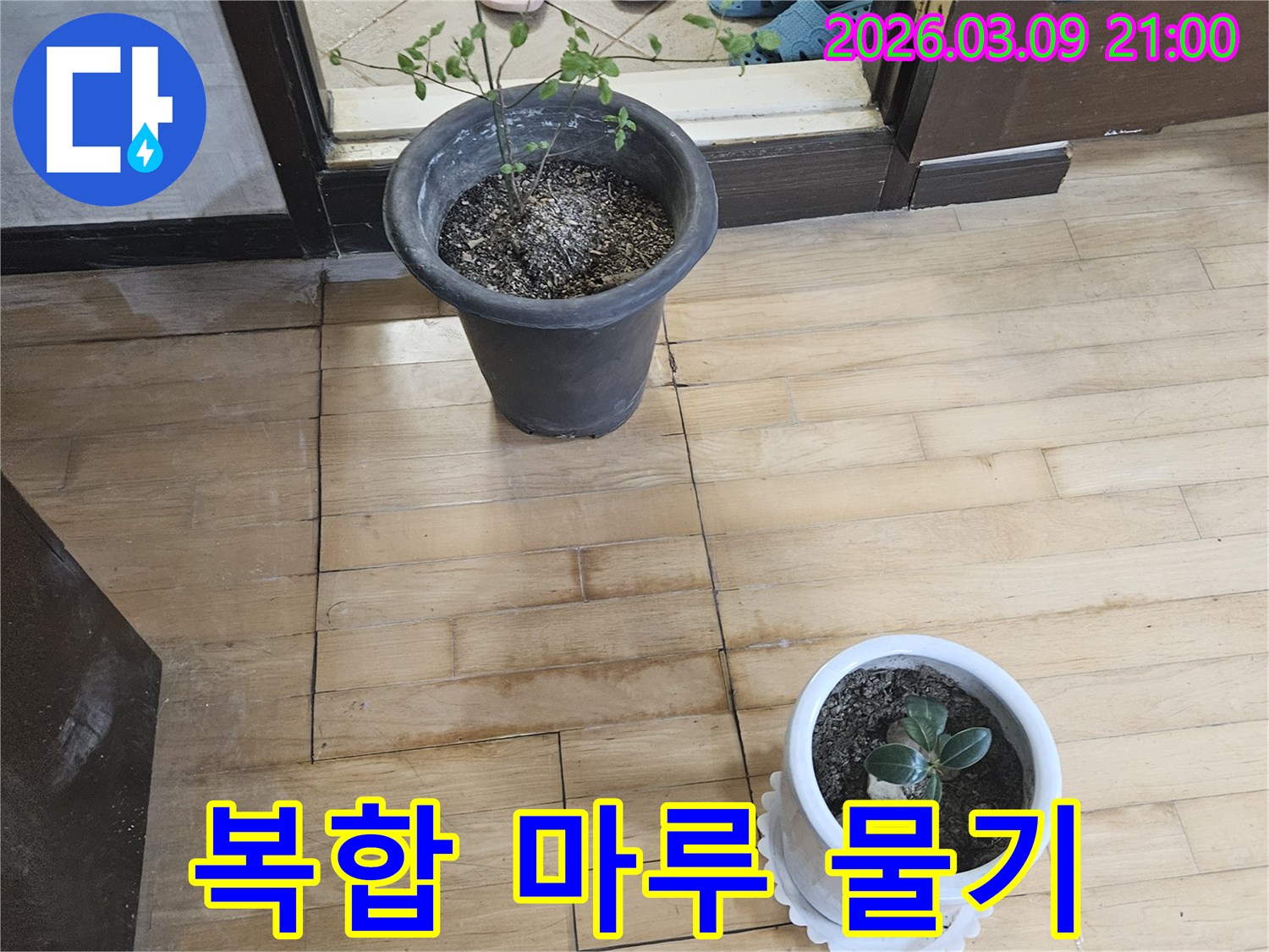 화분과-문턱-주변-마루-바닥에-물기가-스며들어-변색된-모습과-그-주변의-생활-용품들