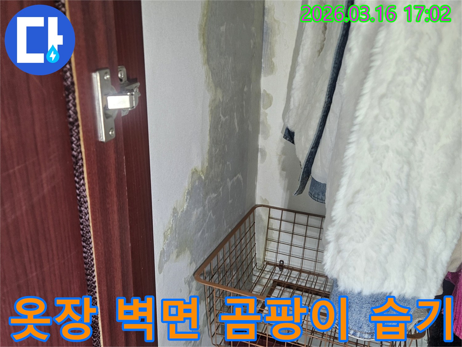옷장 안쪽 벽면 하단에- 물이 스며들어- 곰팡이와- 습기가 가득한 모습