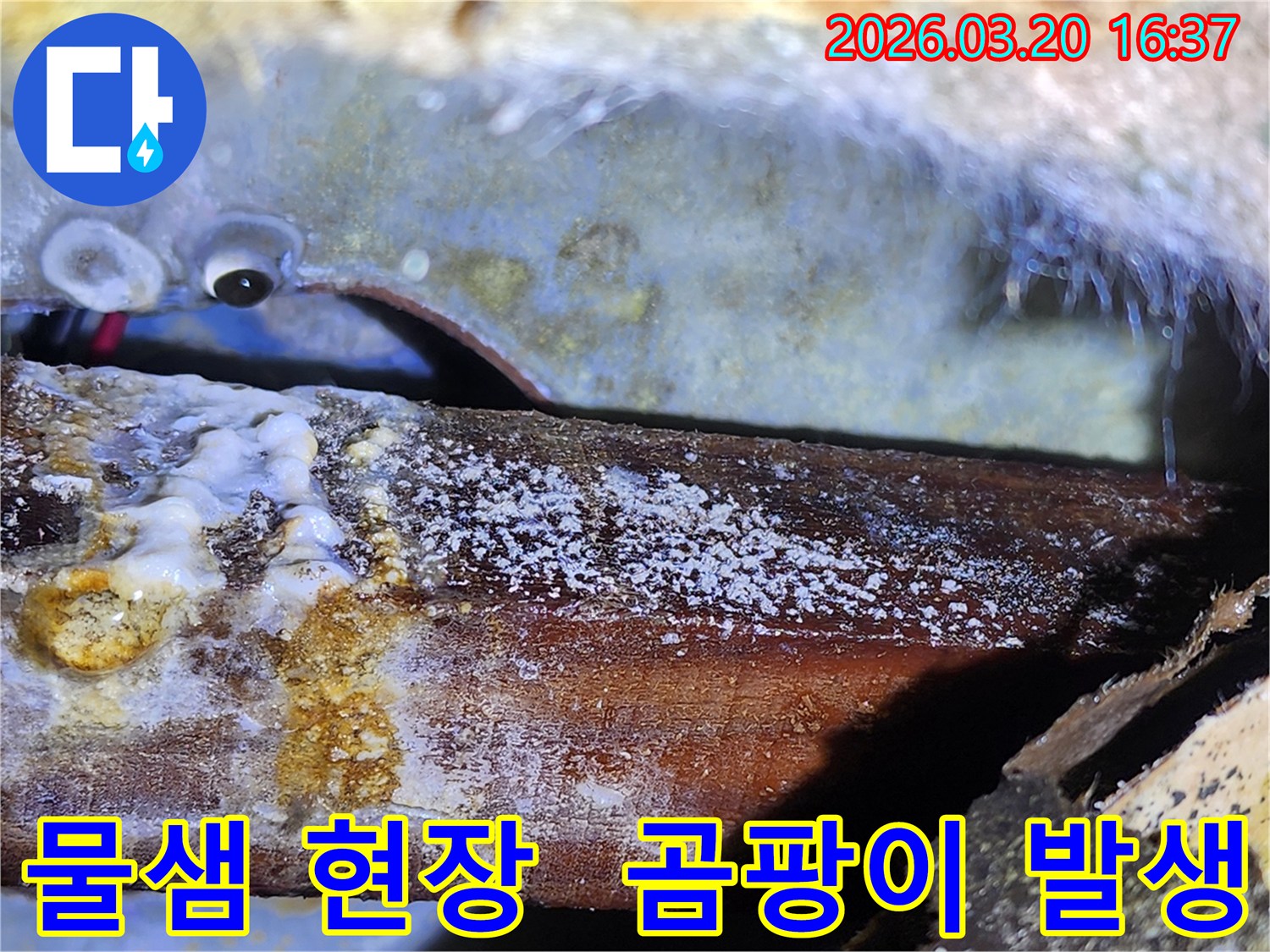 물샘으로 인한-목재의 부패와-하얀 결정체-곰팡이 발생 현장-누수 원인 파악-필요.