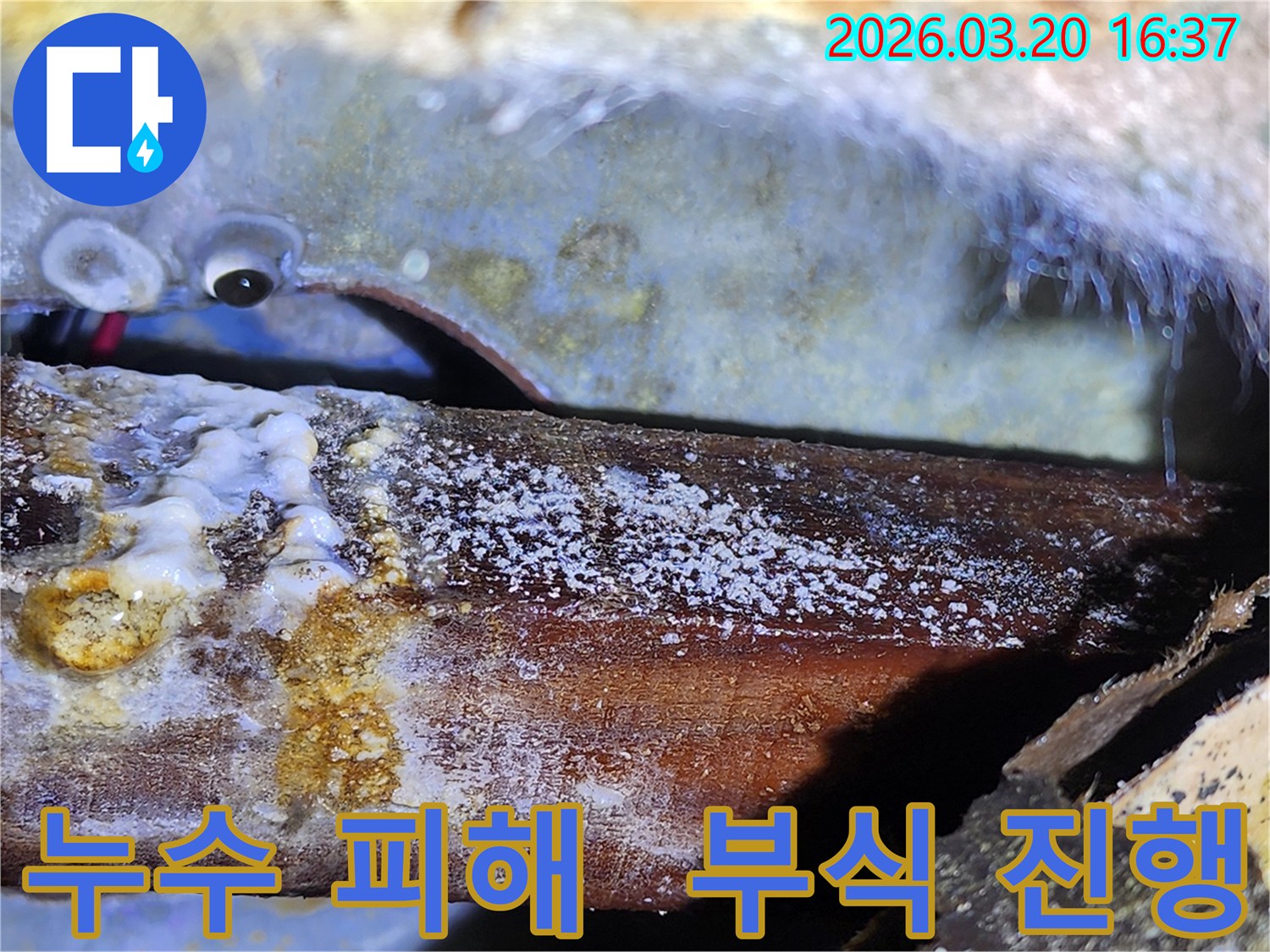 배관 누수로-천장 목재에-번식한 곰팡이와-물기 흔적-구조물 손상-우려되는 상황.