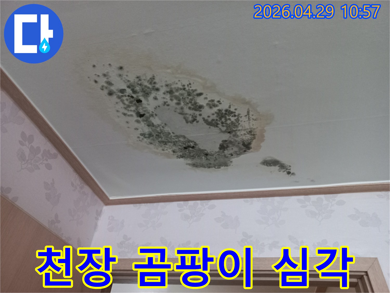 천장 마감재에 스며든 물기로 인해-곰팡이가 광범위하게 퍼진 현장 사진입니다.