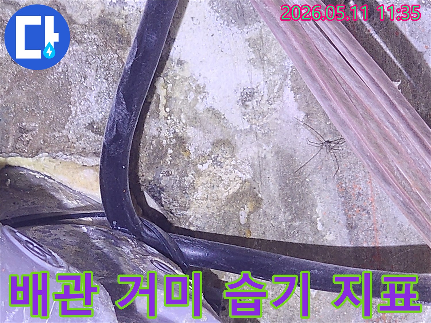 누수-탐지-현장에서-배관-주변의-습한-환경을-알려주는-거미가-발견된-사진