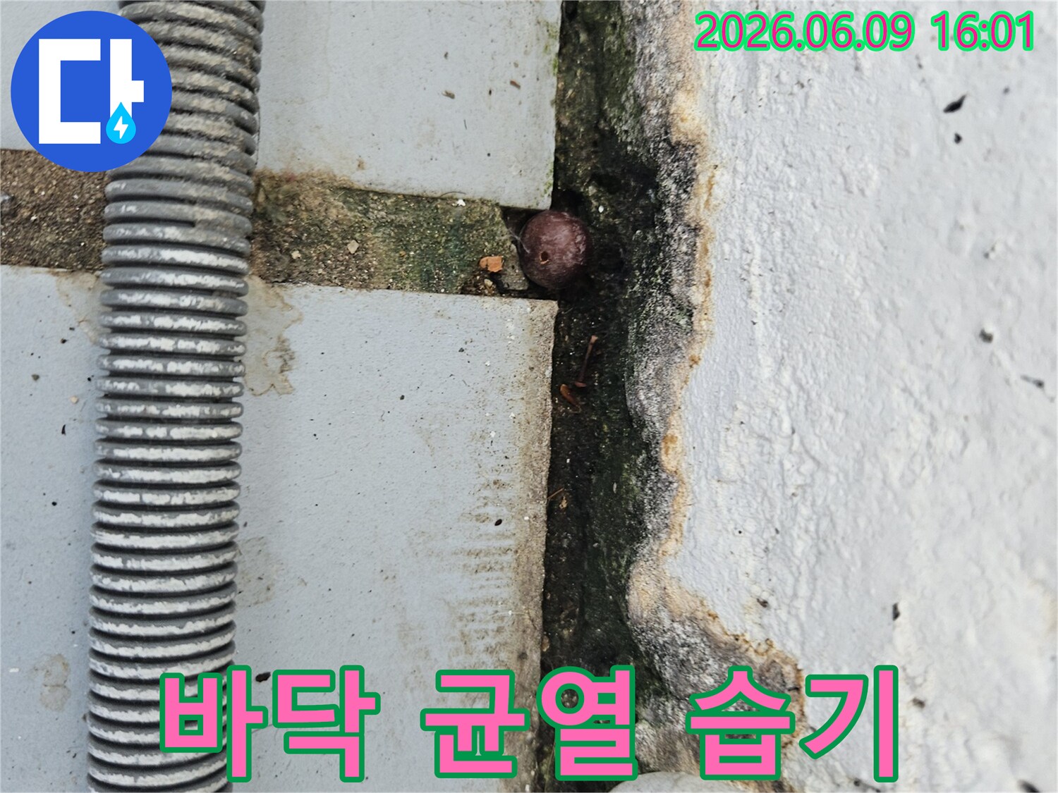 콘크리트 바닥의 균열과-그 틈새에 박힌 작은 이물질-그리고 주변의 곰팡이와 습기 흔적을 보여주는 누수 현장 사진