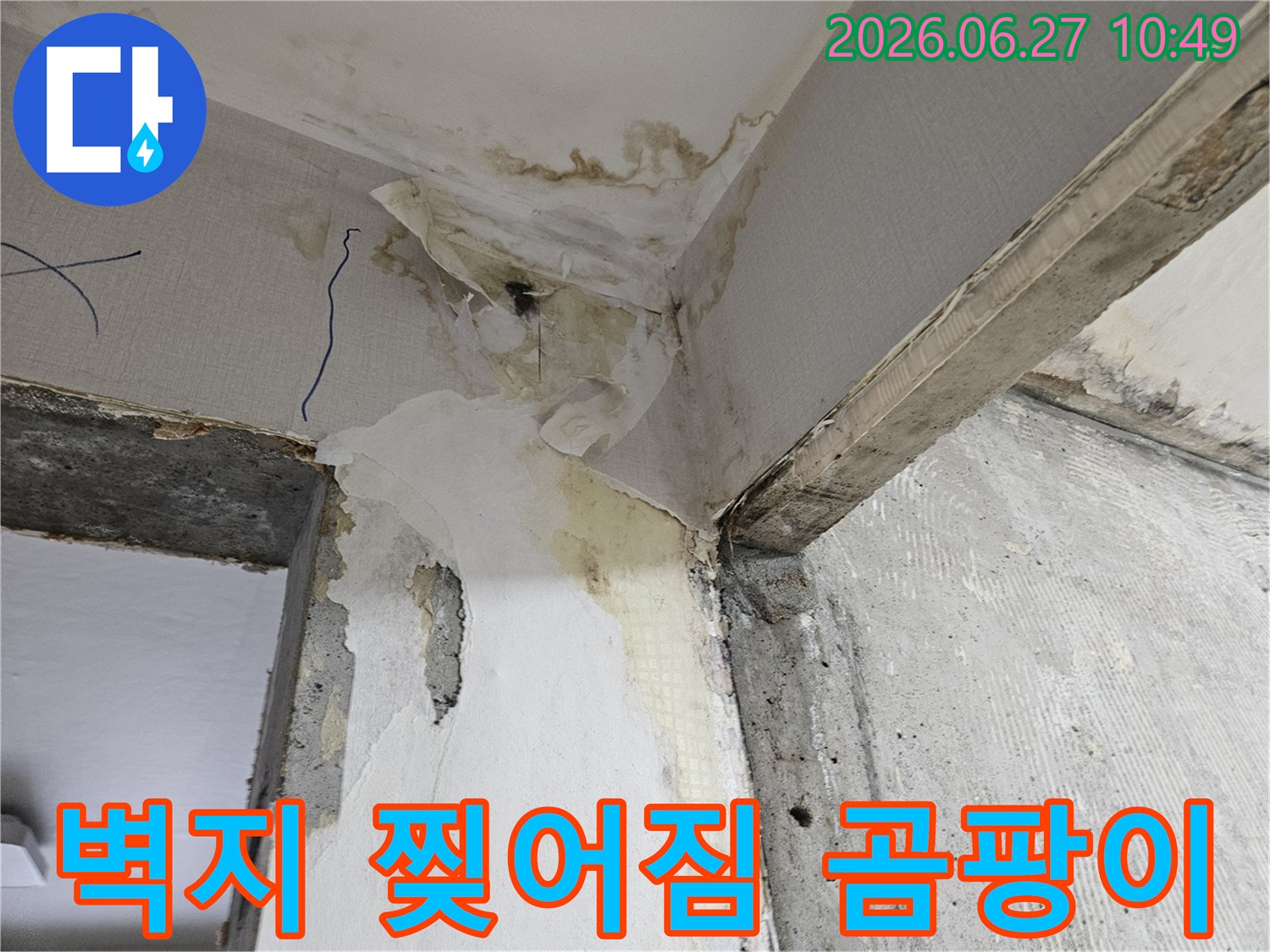 누수로-인해-벽지가-찢어지고-심각한-곰팡이가-번식한-벽면-모서리-현장