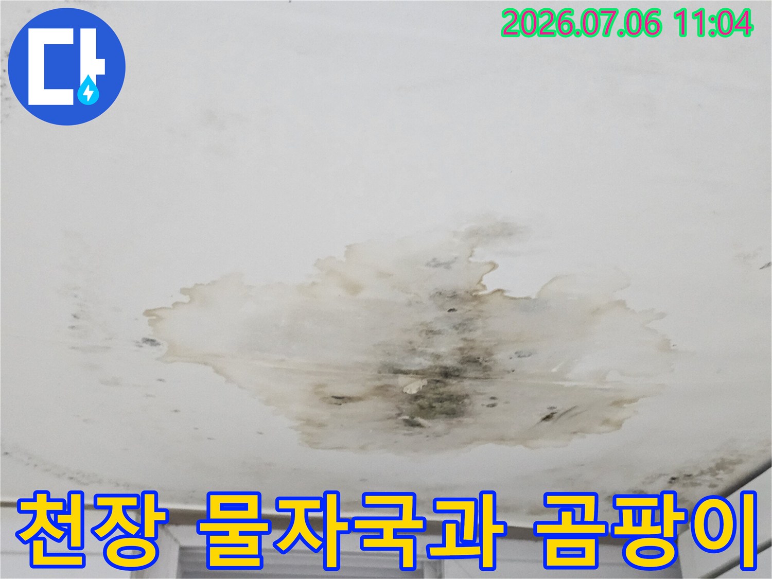 지하층 천장에 발생한 대형 누수 얼룩과 검은 곰팡이 현장