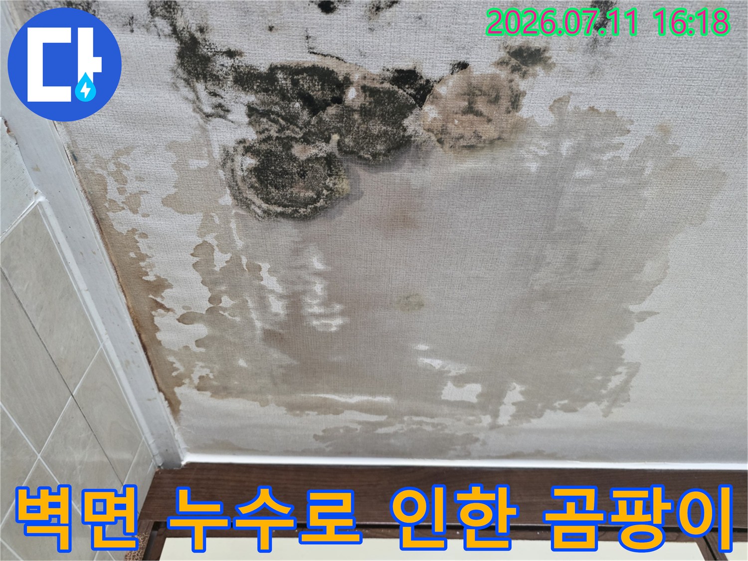 세탁기 주변과 연결된 천장 부위의 심각한 곰팡이 오염