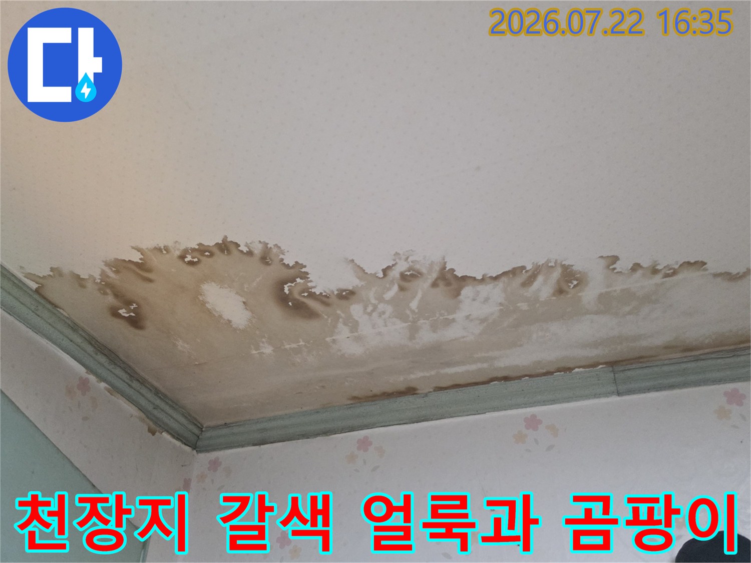 천장 몰딩 주변으로 넓게 퍼진 물샘 흔적-갈색 변색과 곰팡이가 섞인 모습