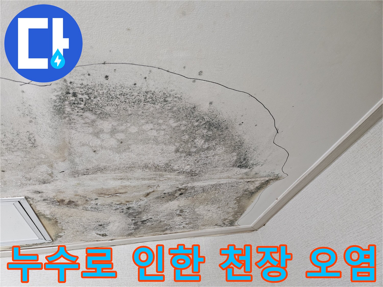 천장 마감재에 나타난 광범위한 누수 자국과 곰팡이