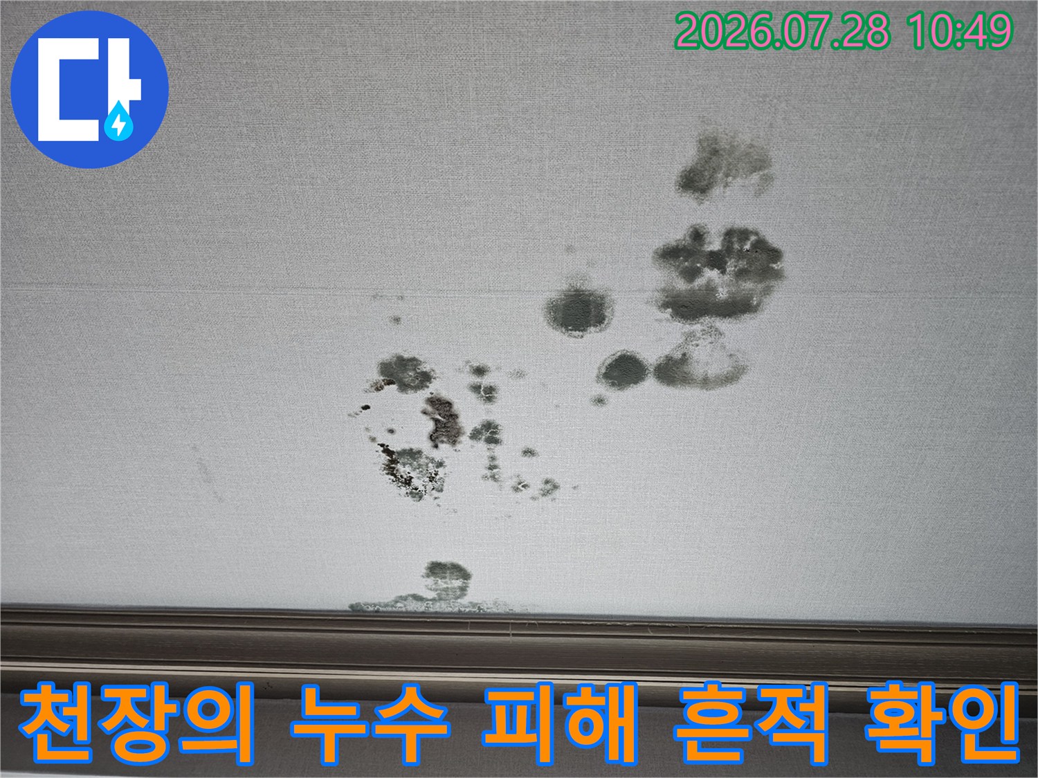 거실 천장재에 나타난 다량의 곰팡이와 물 얼룩