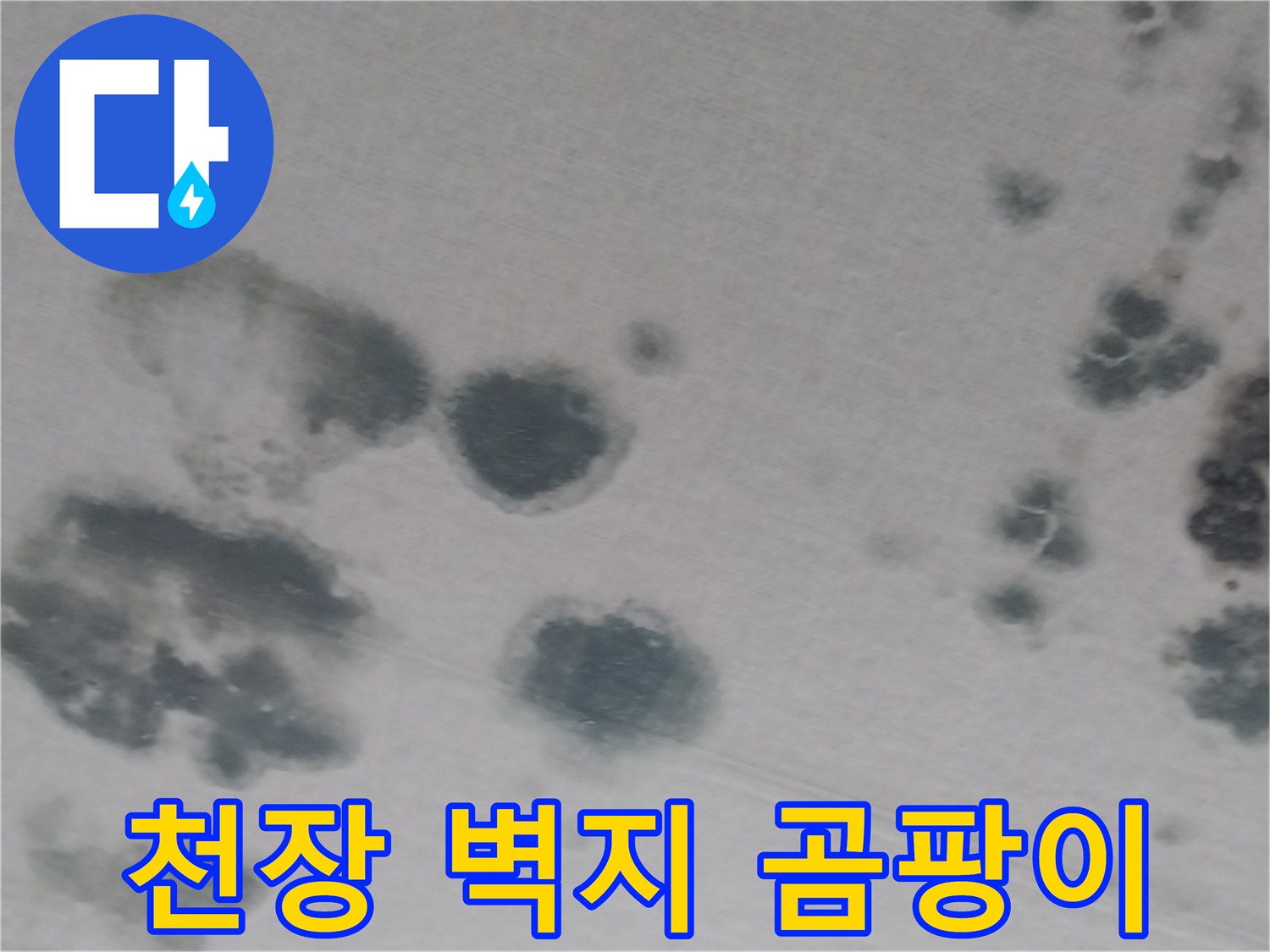 벽지 표면에 나타난 검은색 곰팡이와 물번짐 자국