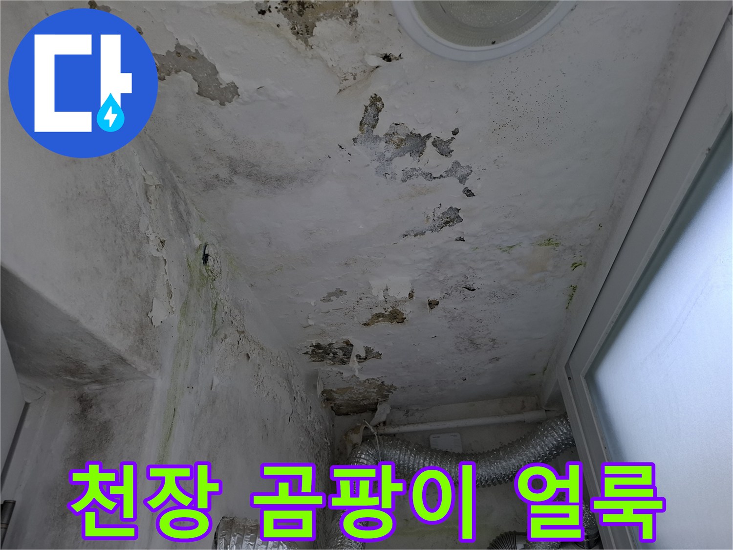 심하게 변색된 천장 마감재와 곰팡이 발생 부위