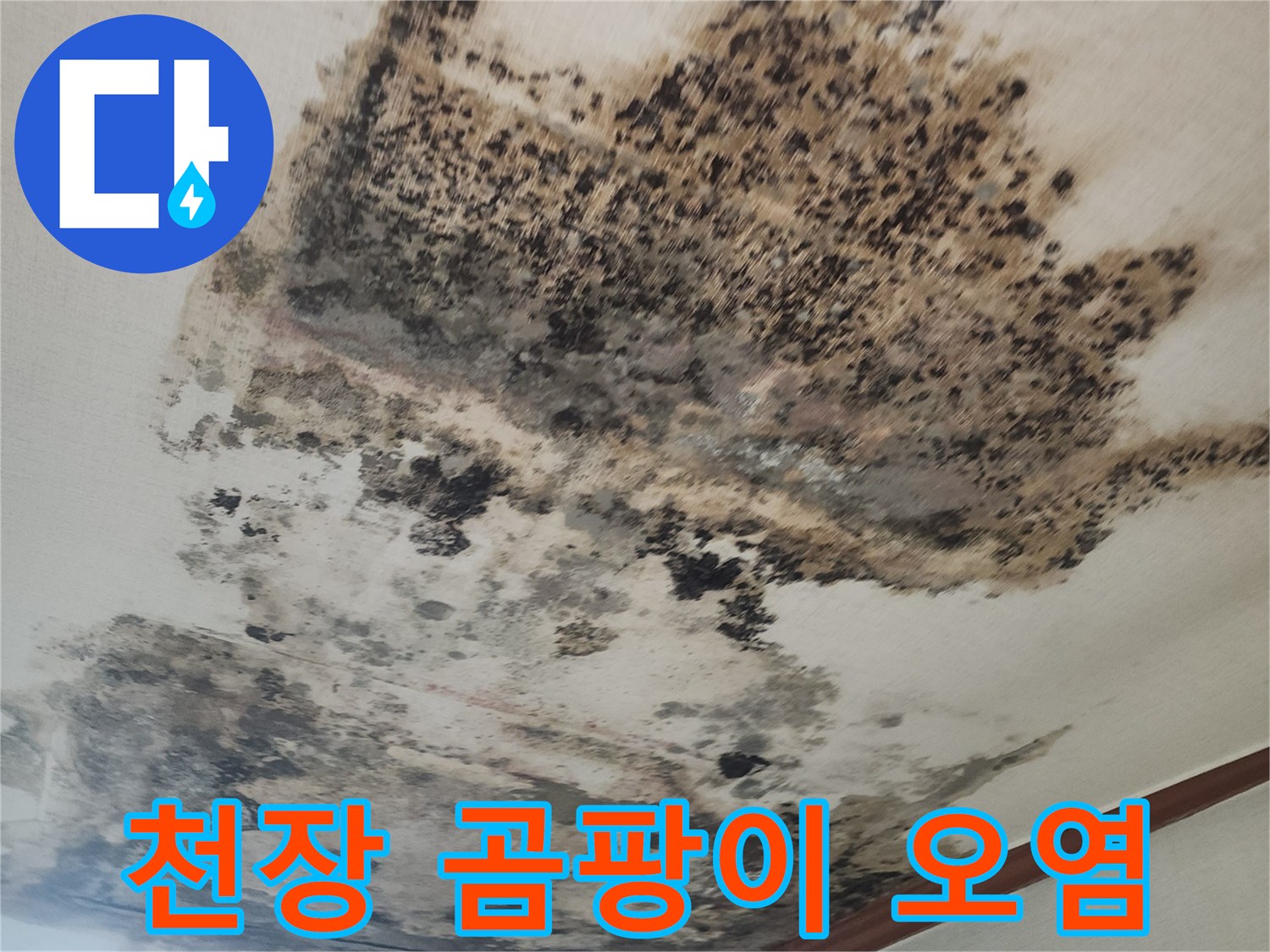 거실 천장에 발생한 심한 곰팡이와 벽지 오염 상태