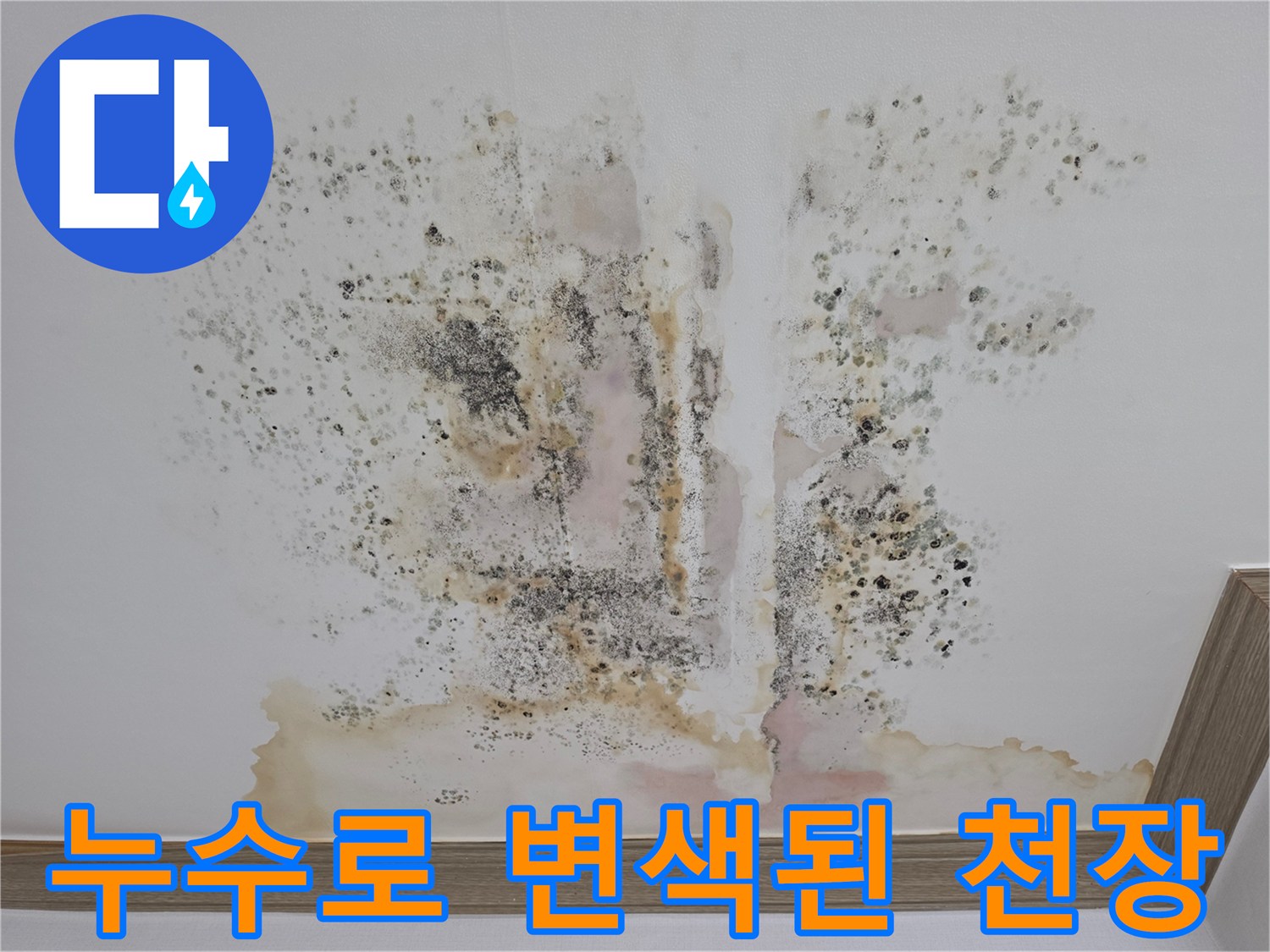 금산읍 현장의 천장 누수 얼룩 및 곰팡이 분포도