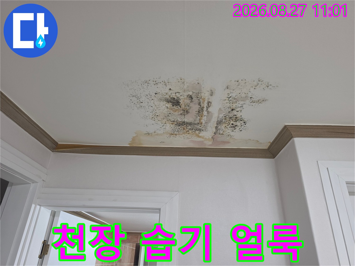 넓게 퍼진 곰팡이와 물에 의한 천장 변색 부위