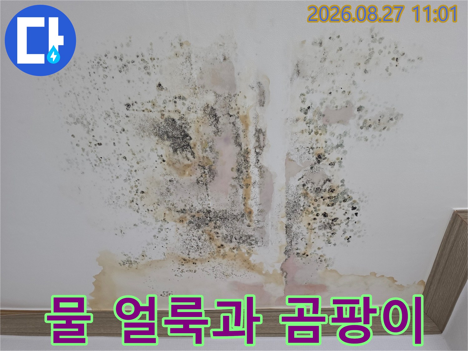 황색 물 얼룩과 검은 곰팡이가 혼재된 천장 마감재