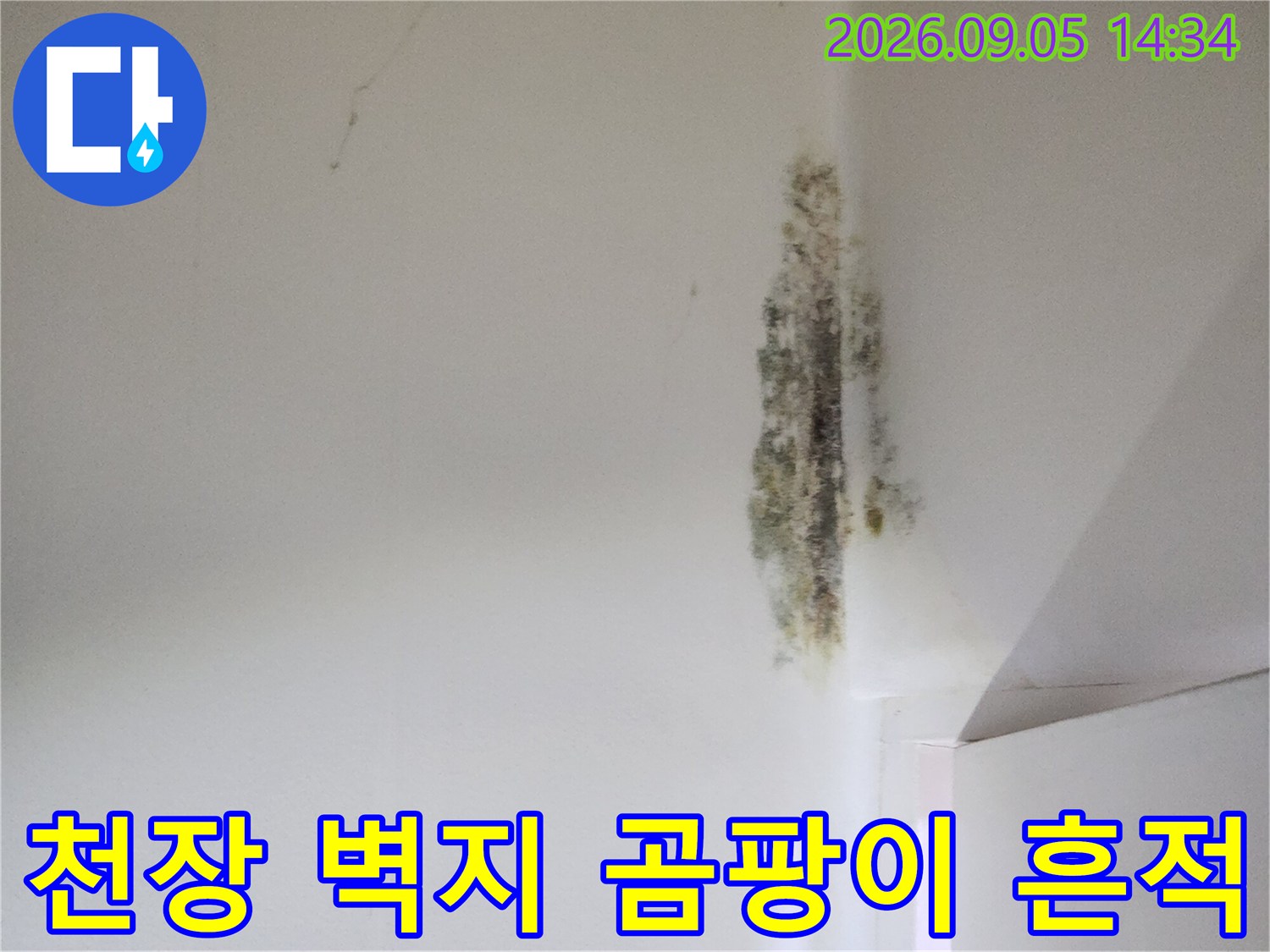 은평구 신사동 현장의 천장 벽지 곰팡이 발생 상태